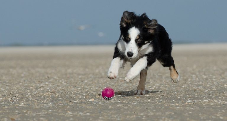 border collie jugando